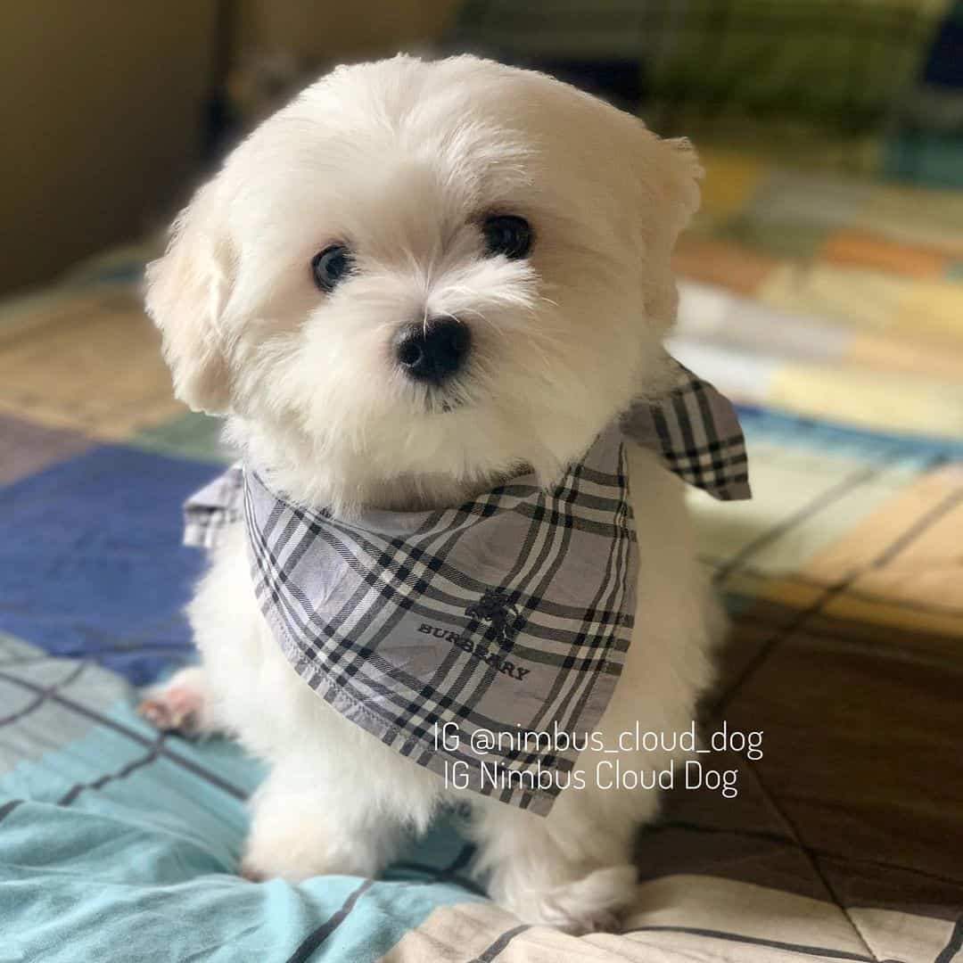 teacup maltese