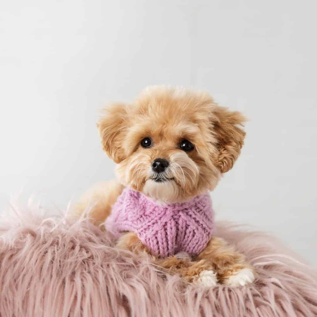 teacup maltipoo