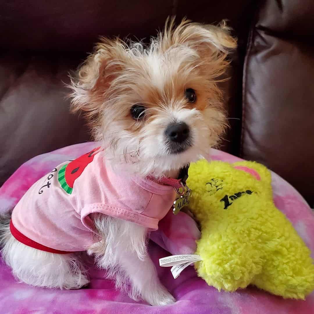 teacup morkie