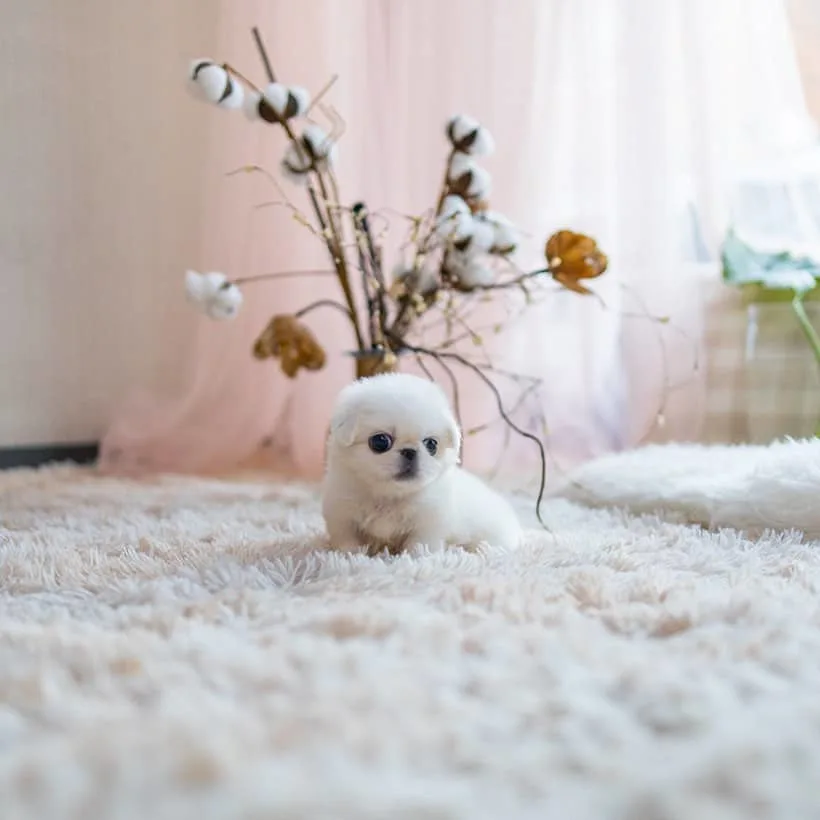 teacup pekingese