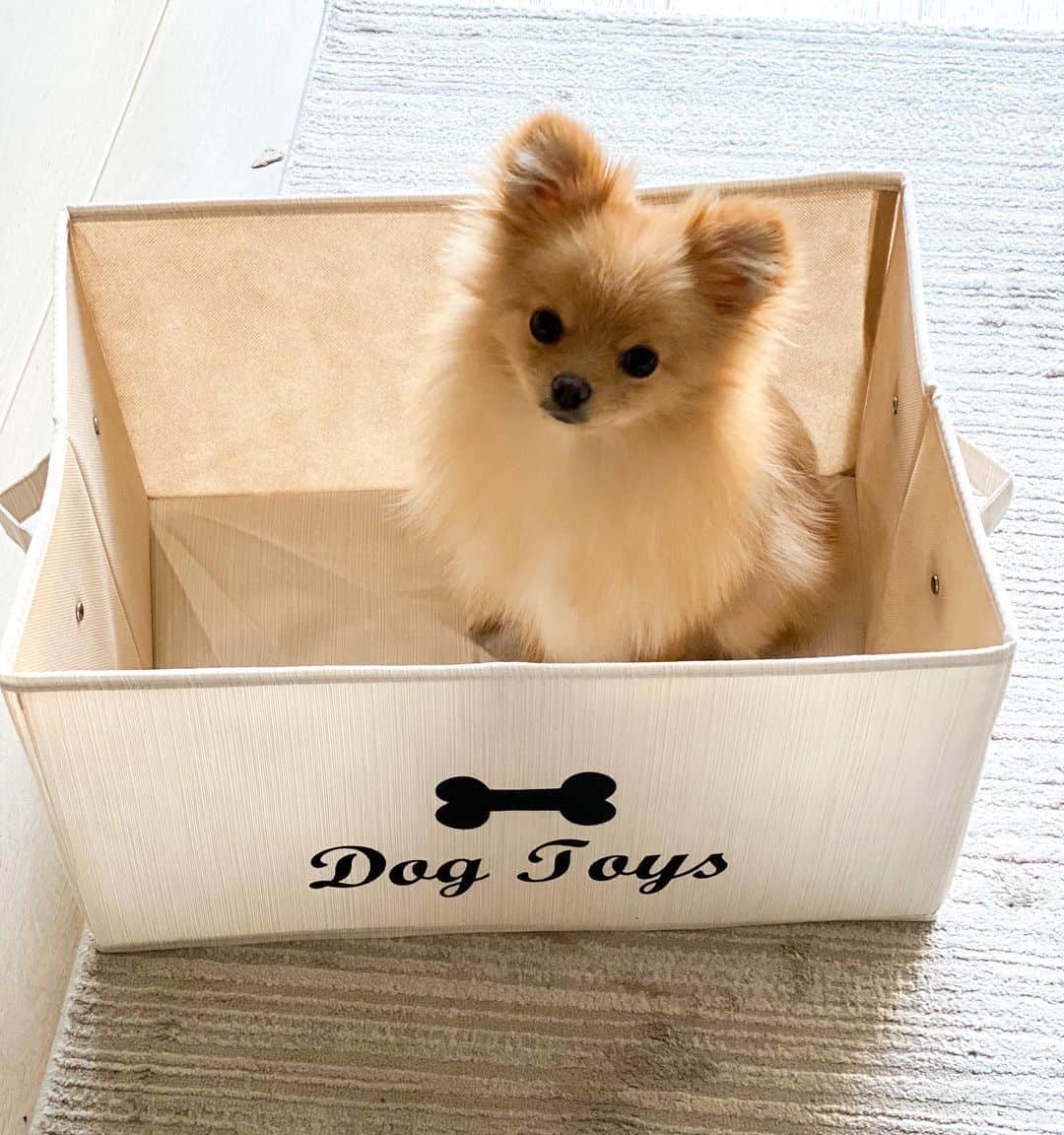 teacup pomeranian