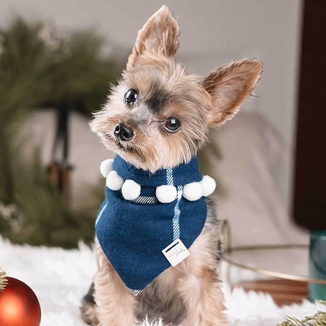 teacup yorkie in a costume