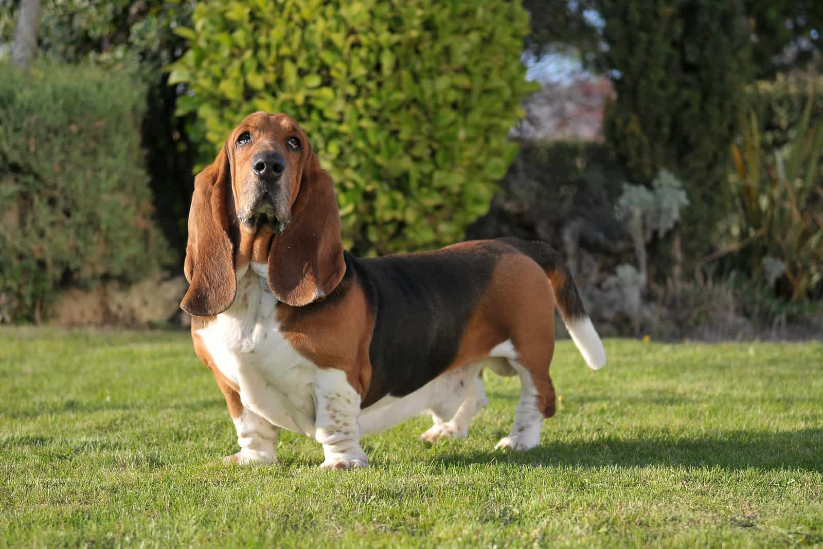 the bassinet hound standing on grass