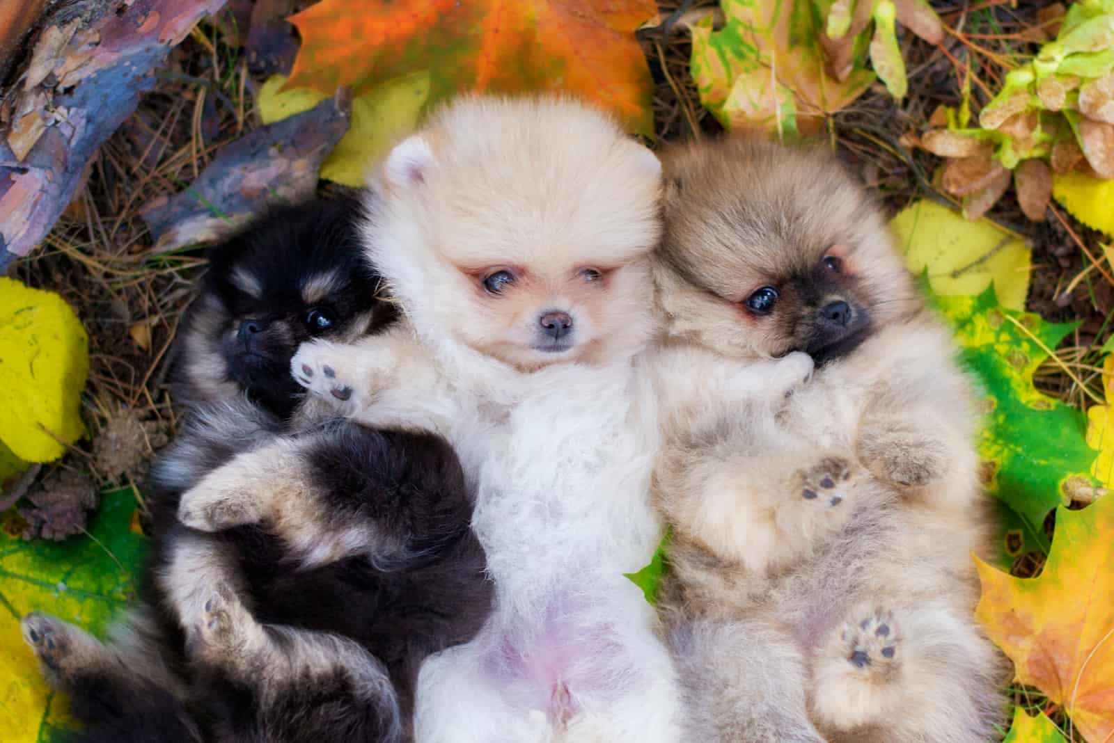 three adorable pomeranians lying on the autumn leaves