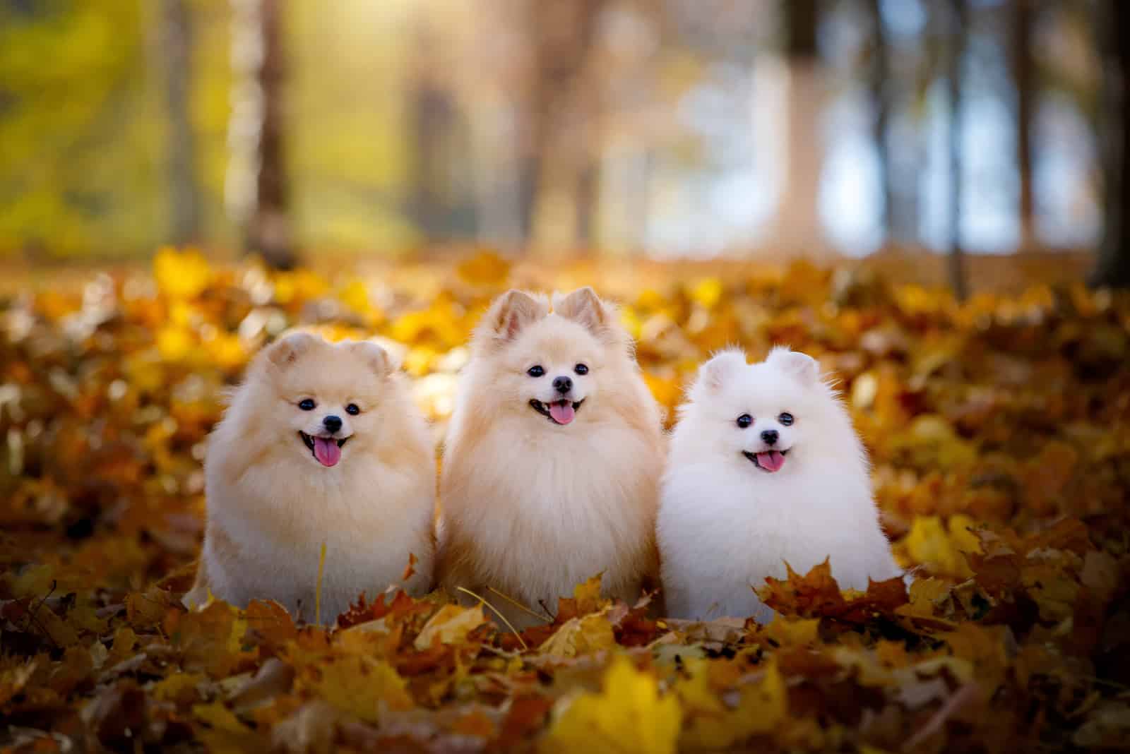 three cute pomeranians sitting in the leaves