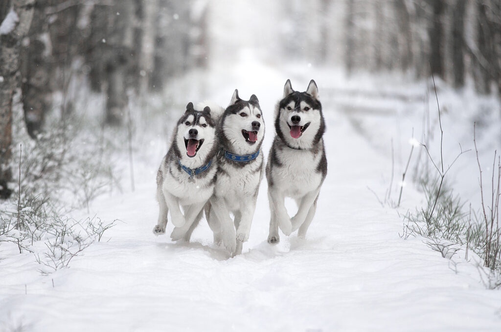 The Top 9 Best Siberian Husky Breeders In Ontario