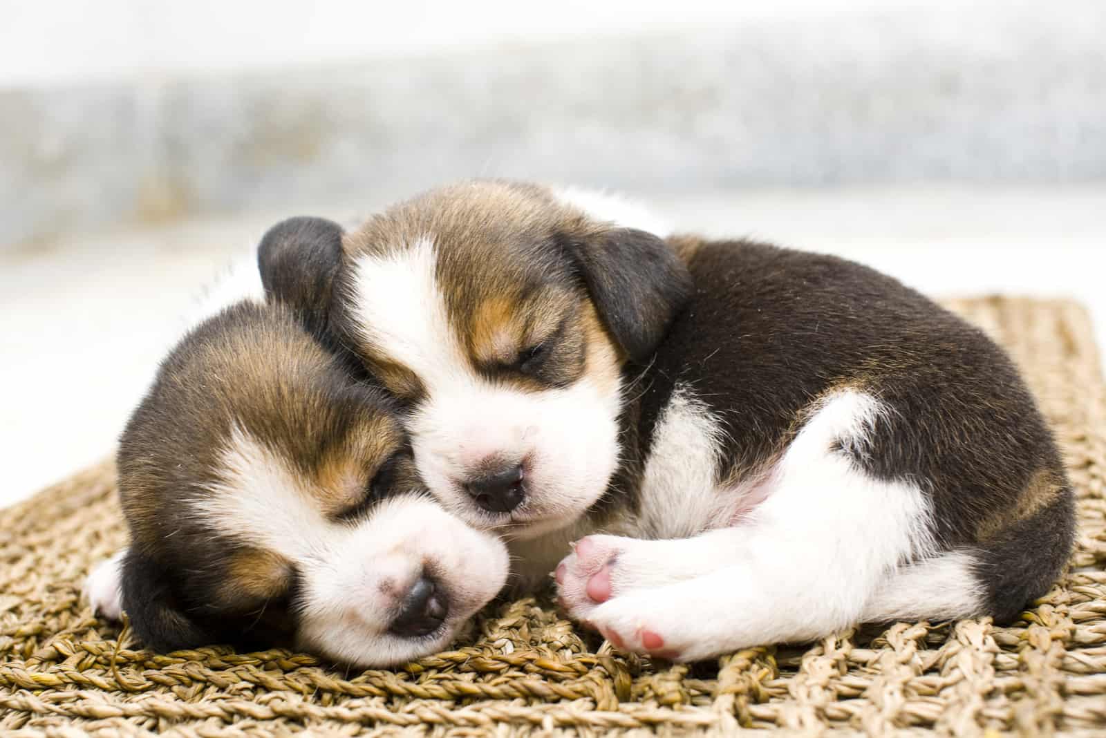 two beagle puppies sleeping together