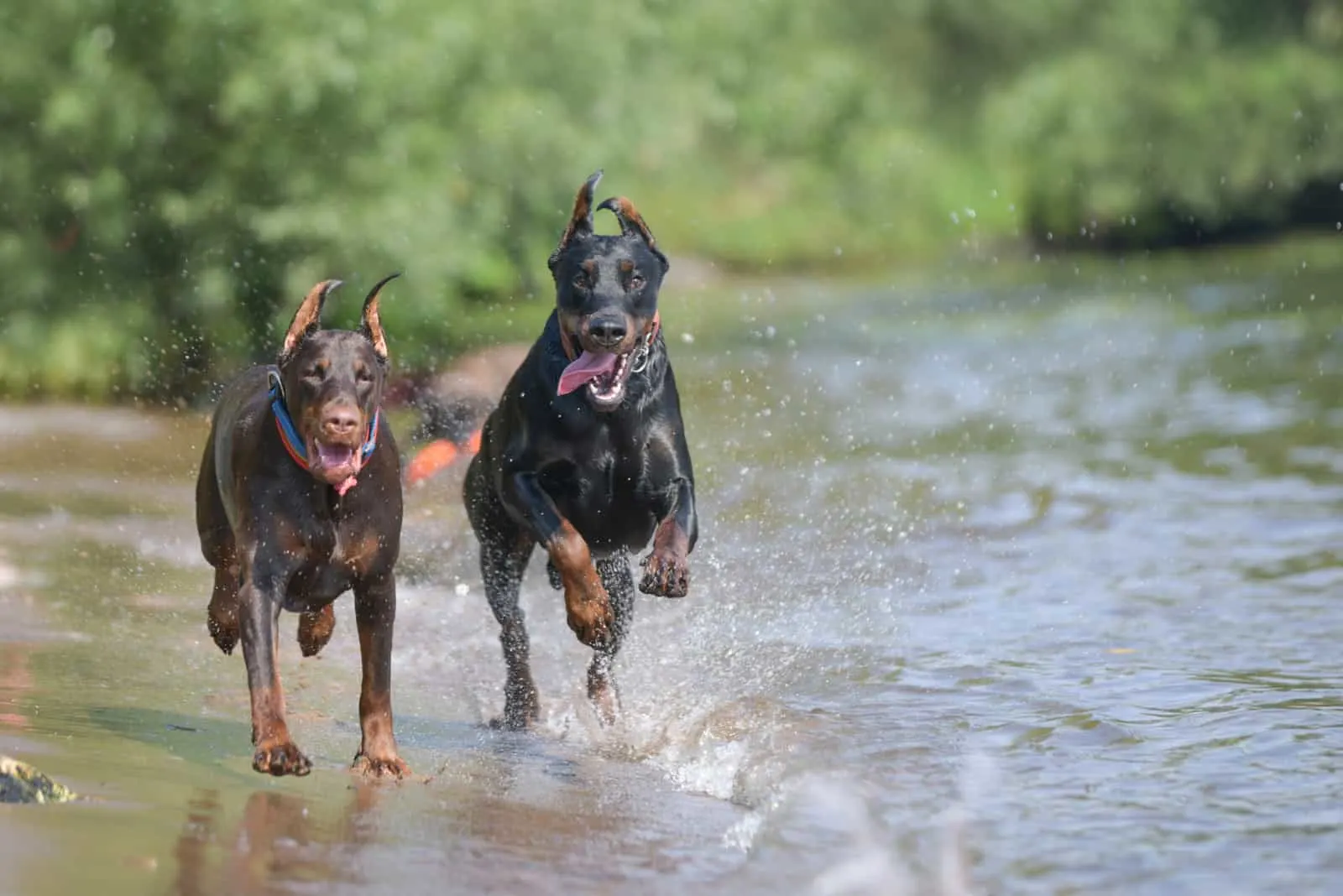 two doberman dogs running through a puddle