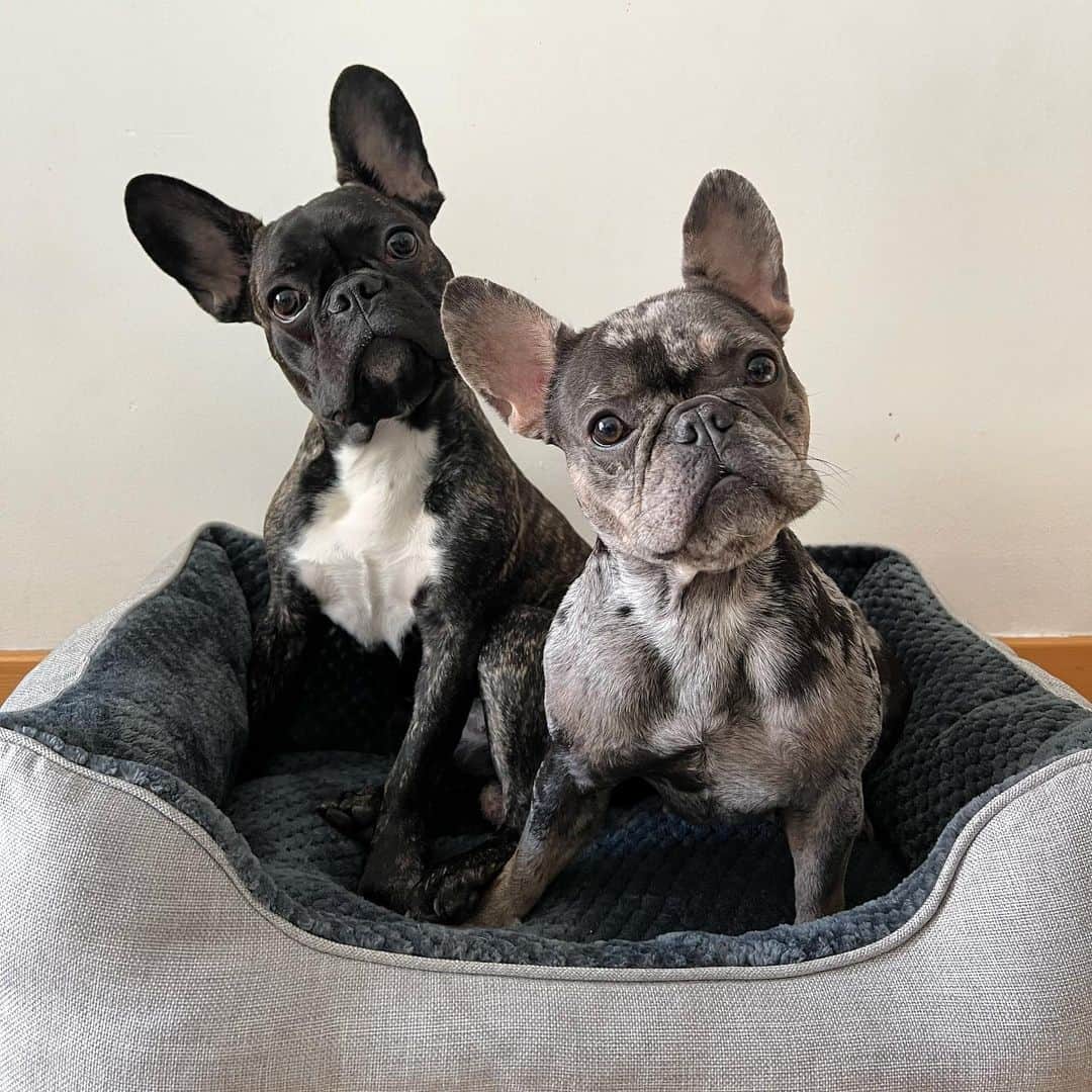 two french bulldogs standing in dog bed