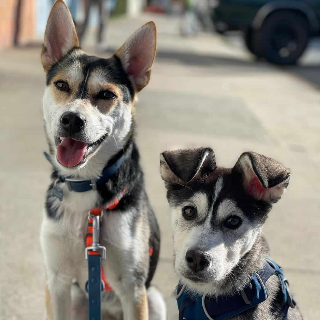 two husky chihuahua mix pets