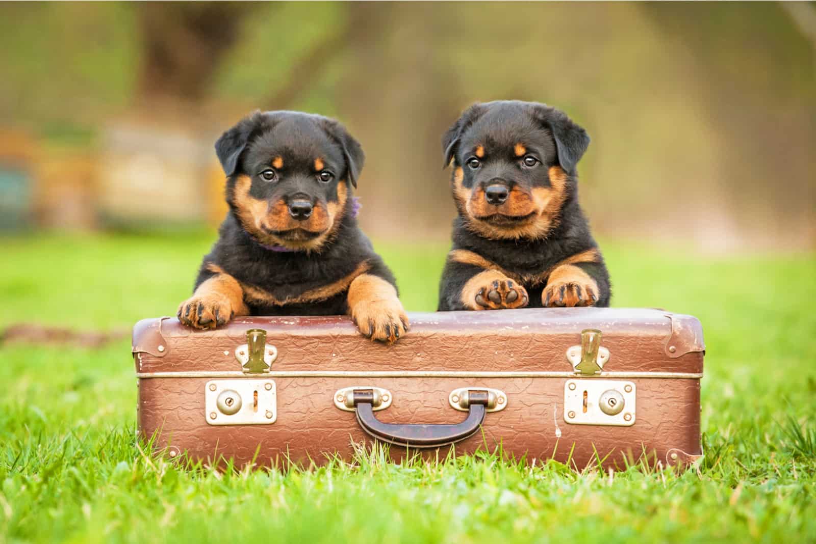 two rottweilers on a suitcase