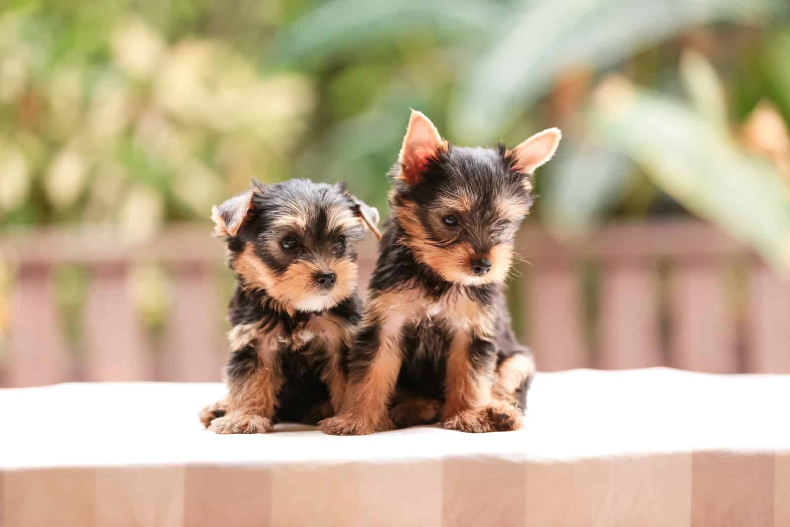 two teacup yorkies