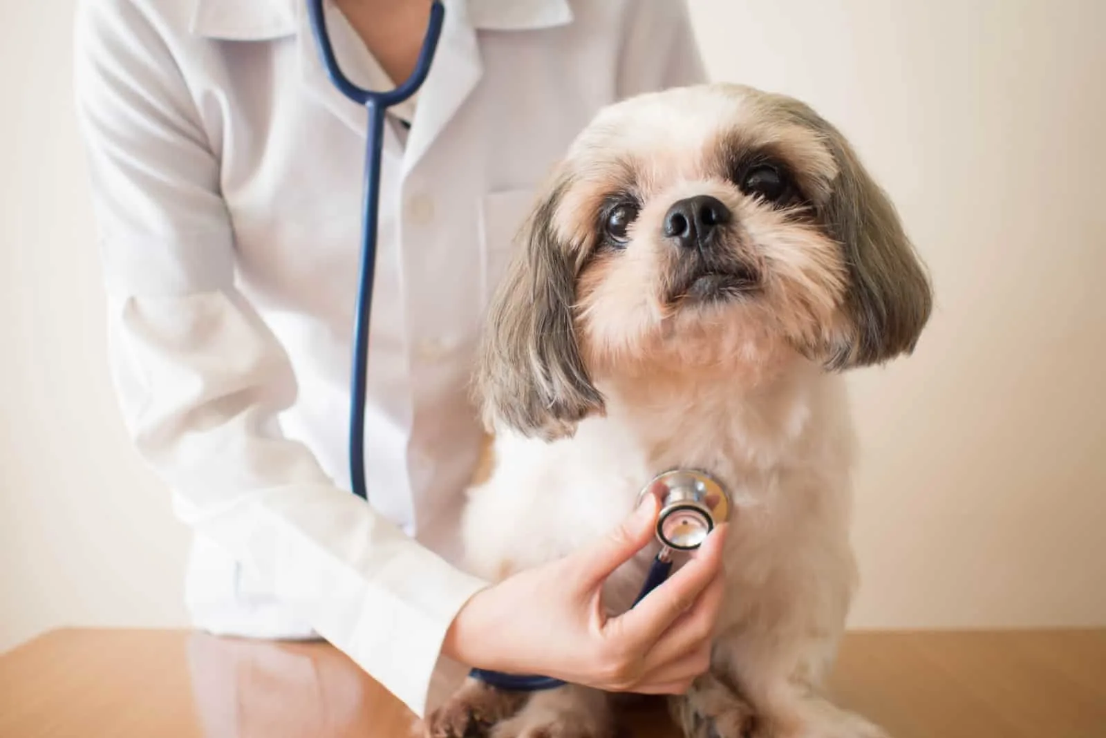 veterinarian doctor examining Shih tzu dog with stethoscope