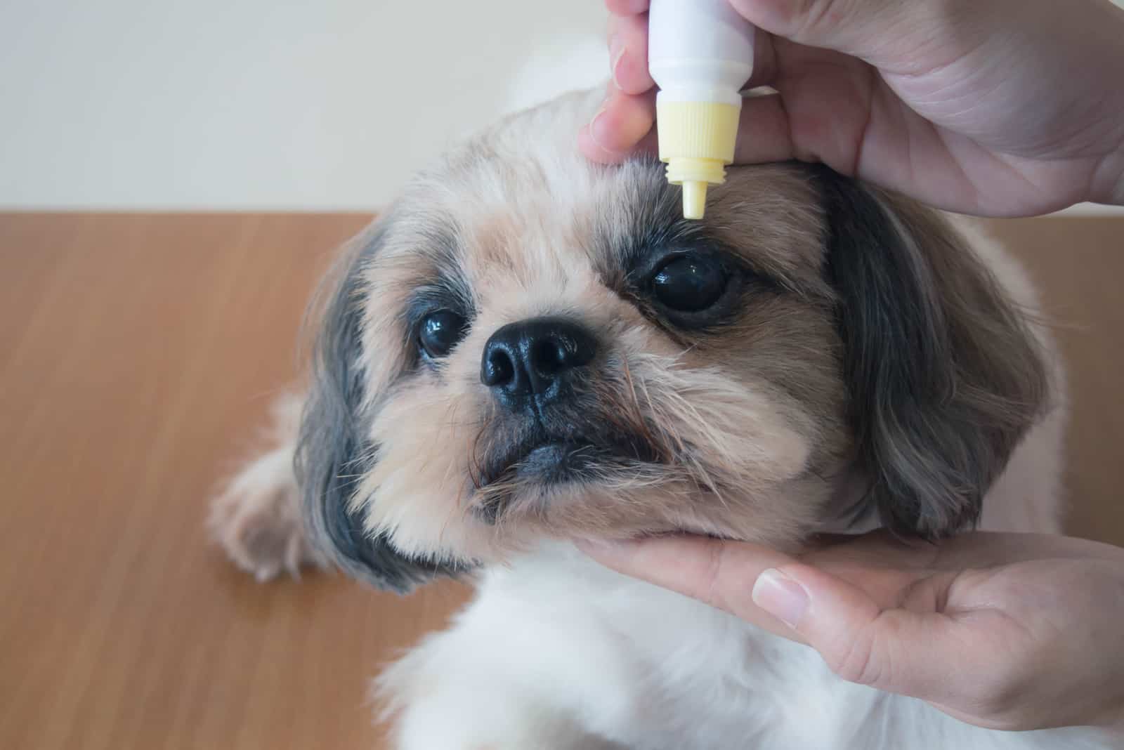 veterinarian hand applying medical eye drops to Shih Tzu dog's eyes
