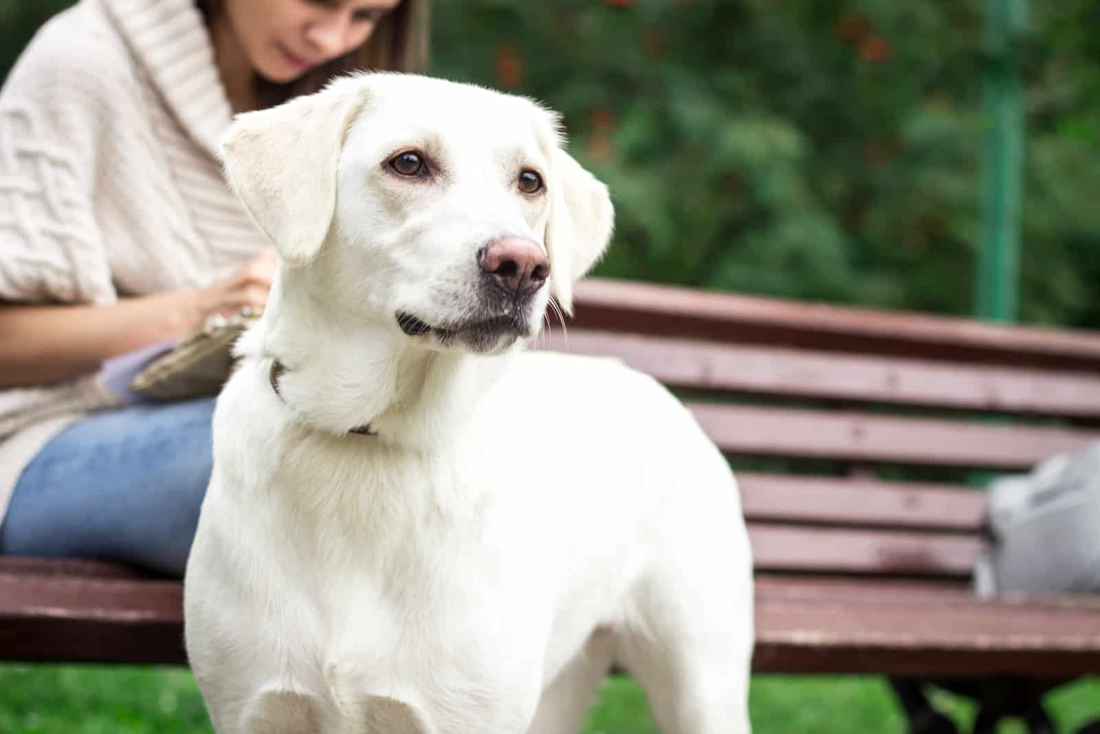 white labrador photographed in a park
