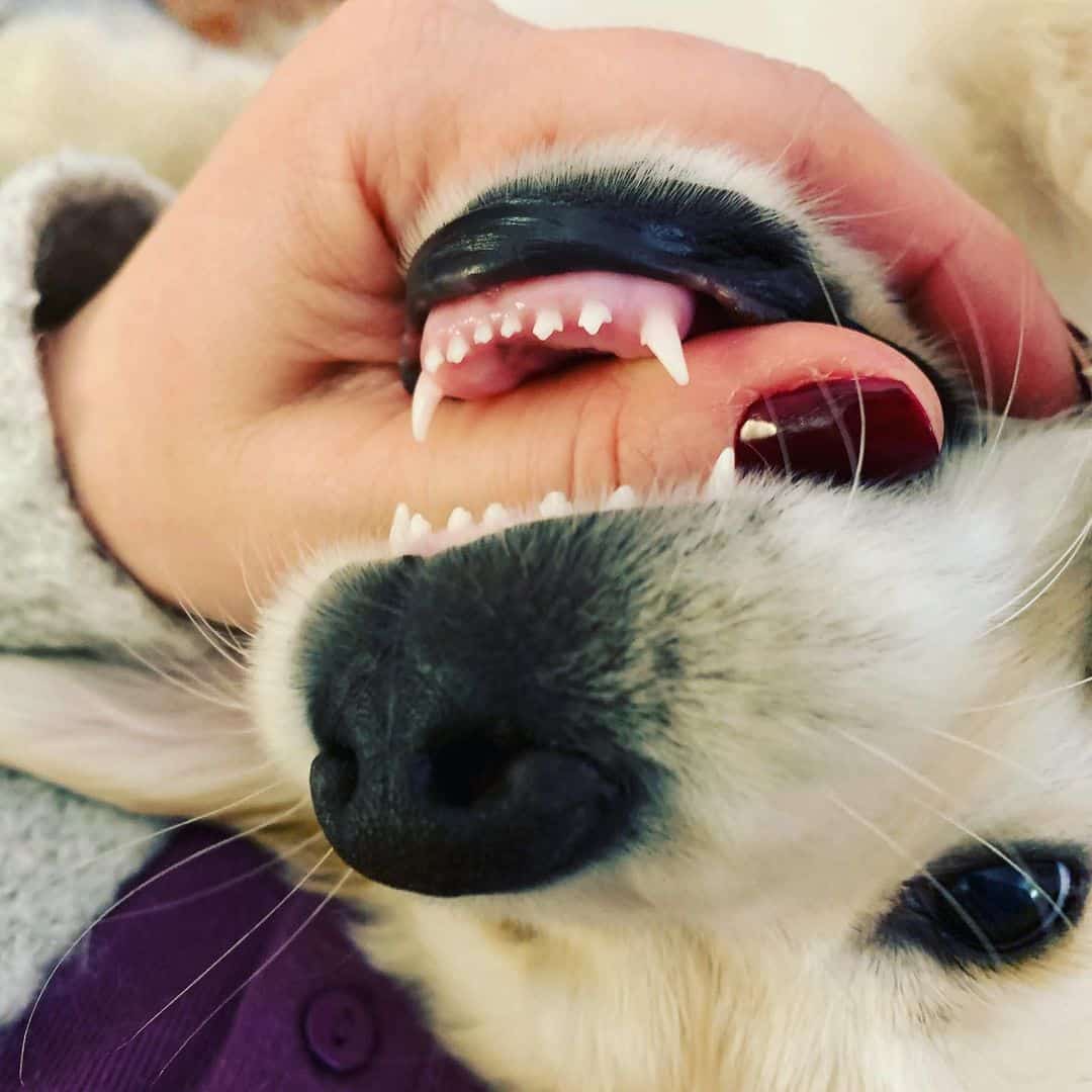 white puppy biting hand