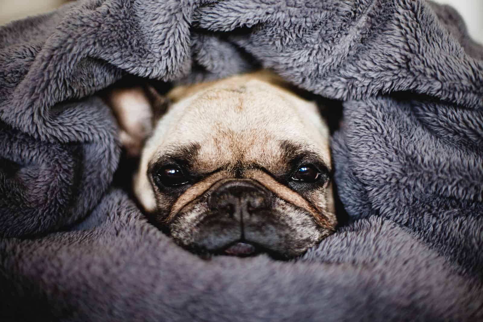 dog wrapped up in blanket