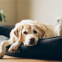 labrador sleeping in the best dog bed for labrador