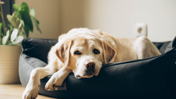 10 Best Dog Beds For Labradors: Reviews And Buyer’s Guide