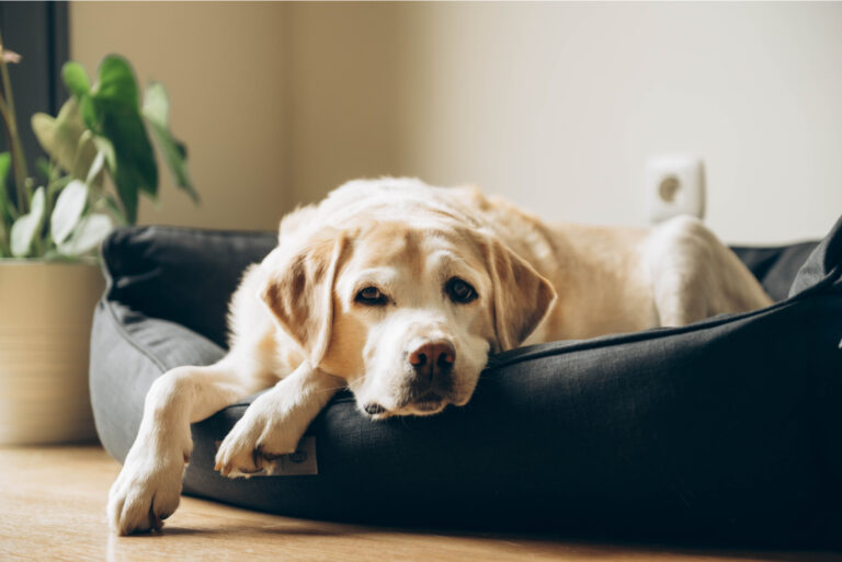 labrador sleeping in the best dog bed for labrador