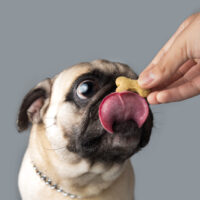 owner giving pug a treat