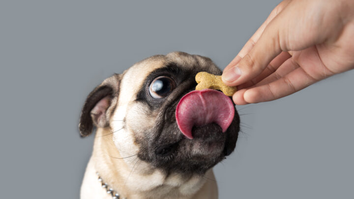 10 Best Dog Foods For Pugs: Tasty Choices For Little Buds