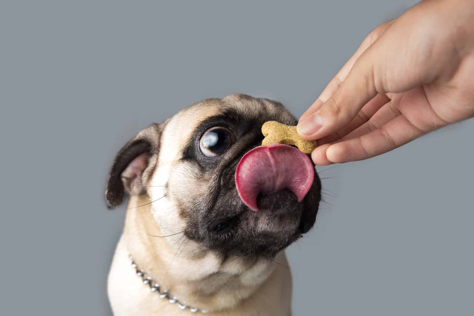 owner giving pug a treat