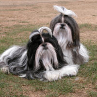 two Shih Tzus dogs sitting on grass
