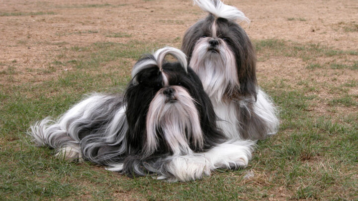 Top 10 Choices For The Best Dog Food For Shih Tzus
