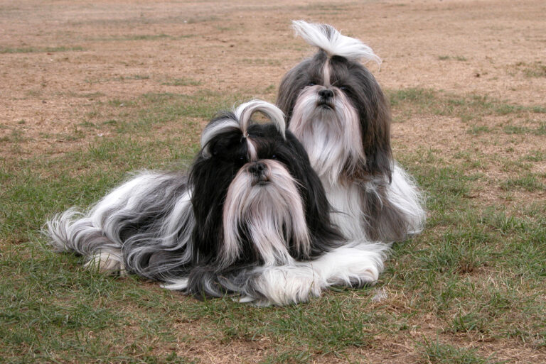 two Shih Tzus dogs sitting on grass
