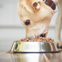 labrador dog eating from a bowl on the floor