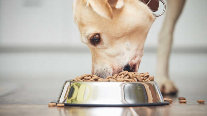 11 Best Dog Foods For Labradors To Boost A Healthy Diet