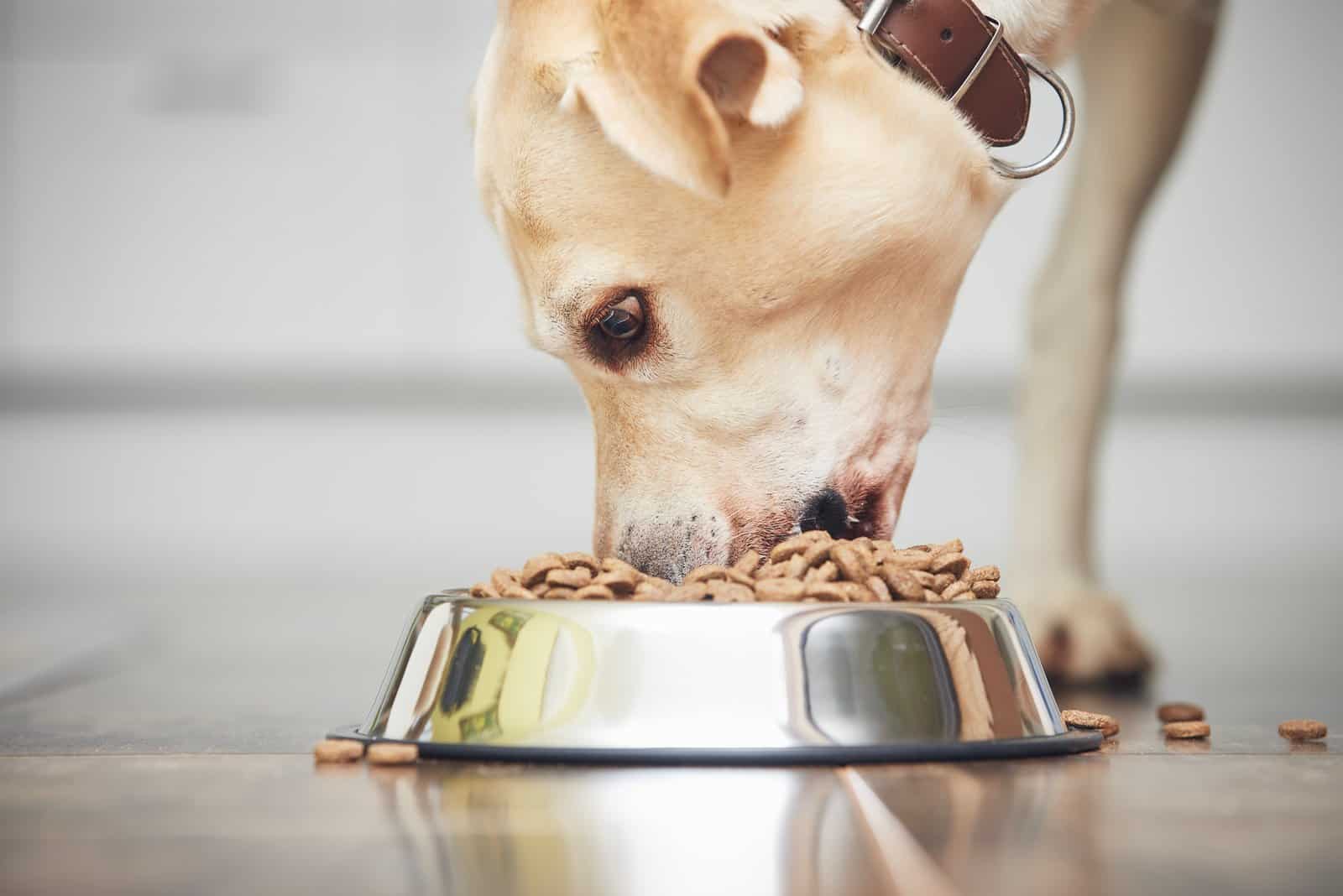labrador dog eating from a bowl on the floor