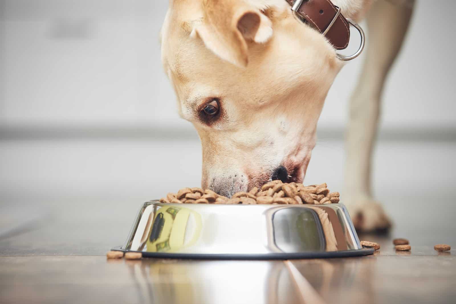 11 Best Dog Foods For Labradors To Boost A Healthy Diet