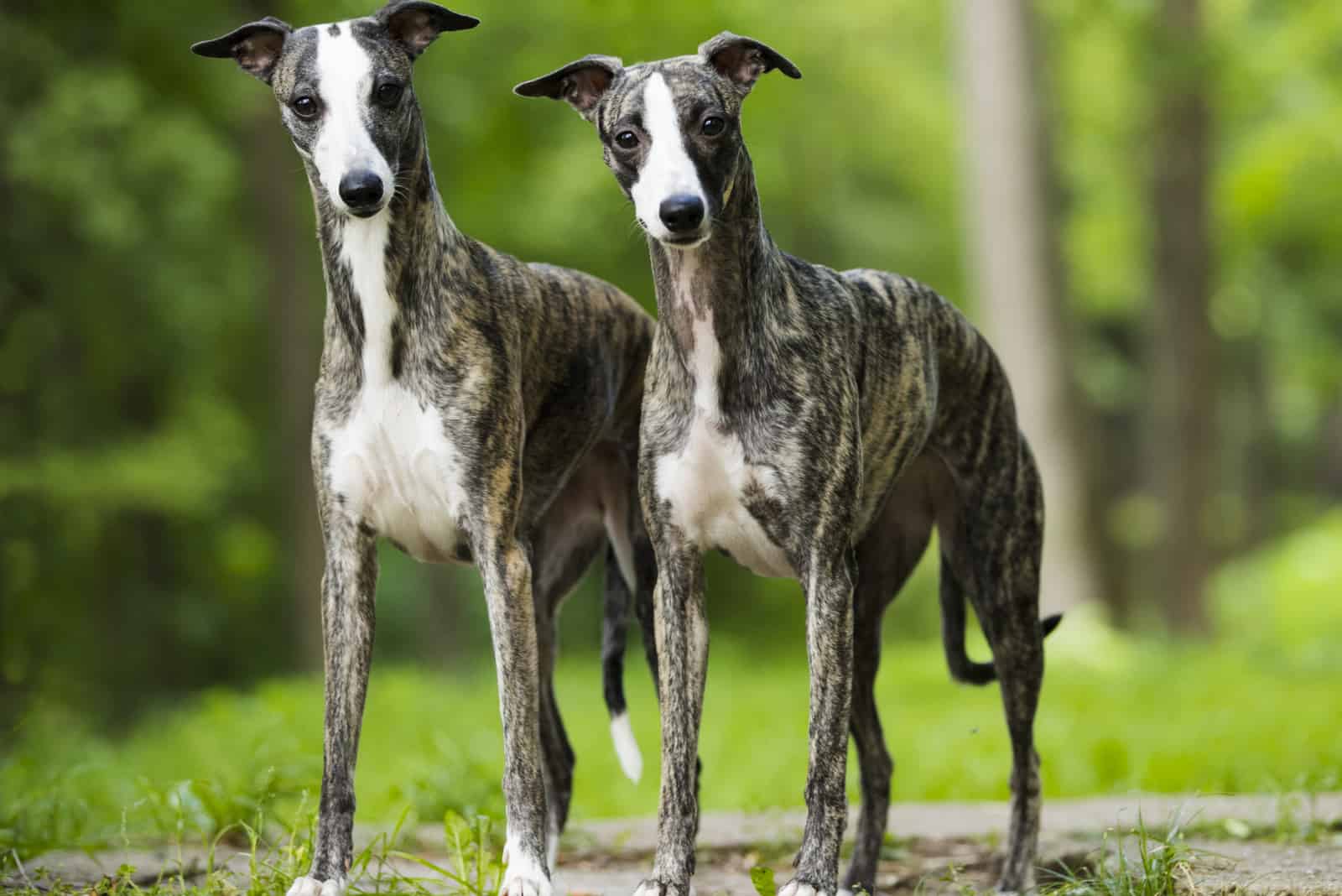 11 Best Whippet Breeders And The Signs Of A Good Breeder