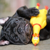 pug playing with his toy