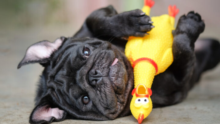 14 Best Toys For Pugs That Every Little Pooch Must Have