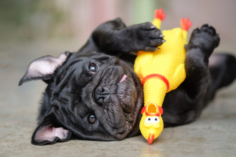 pug playing with his toy