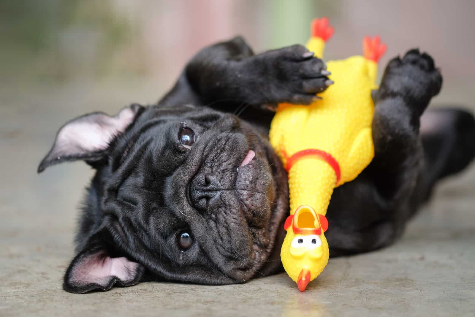 14 Best Toys For Pugs That Every Little Pooch Must Have