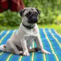 Pug sitting on blanket