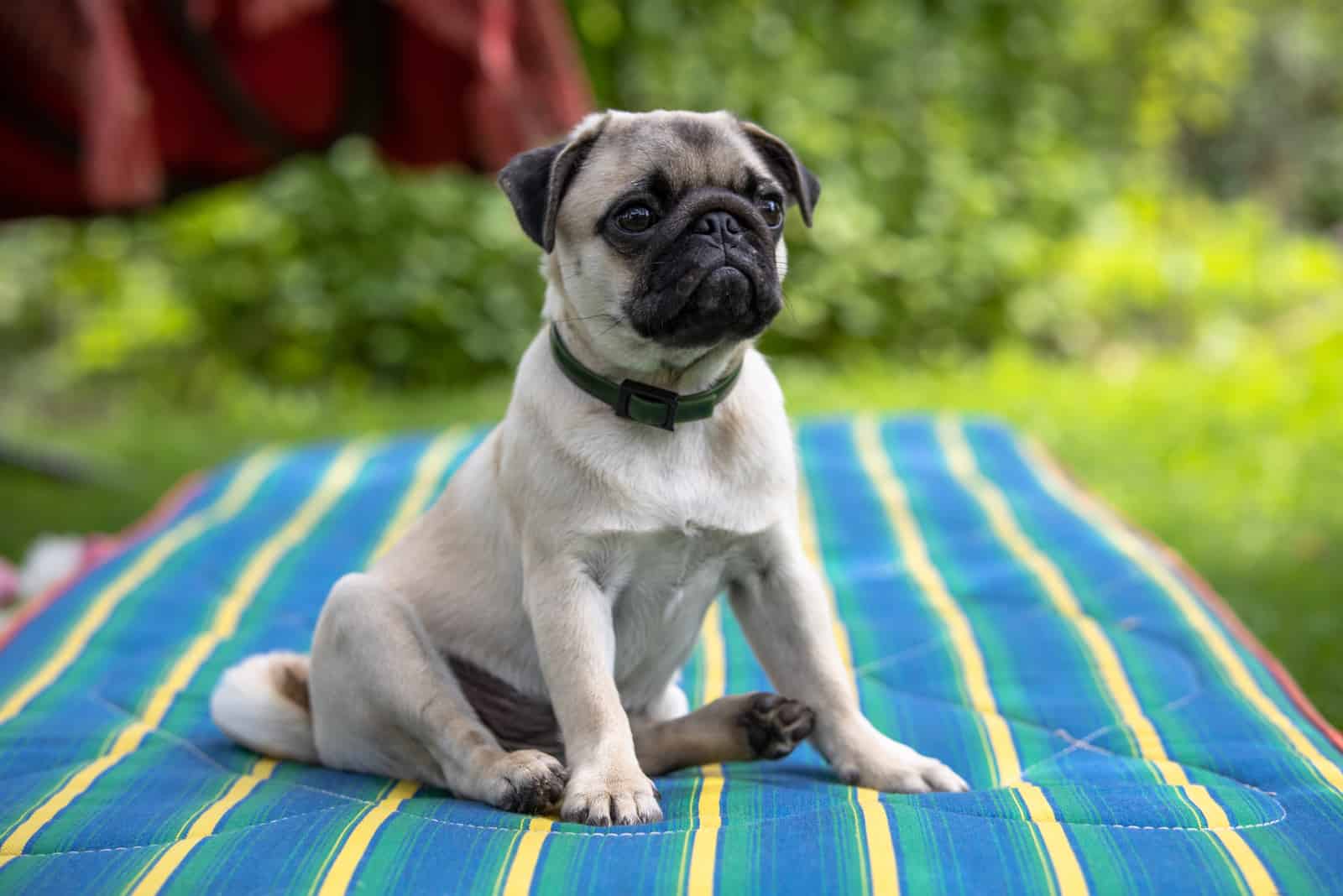 Pug sitting on blanket