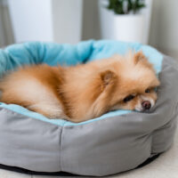 the Pomeranian is lying on the bed