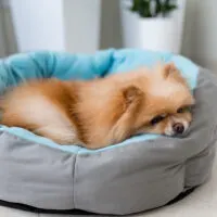 the Pomeranian is lying on the bed