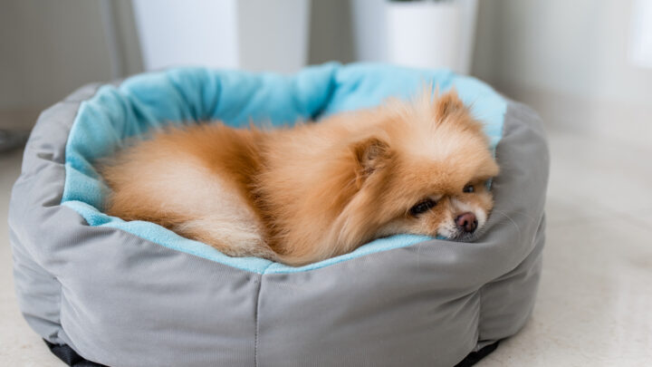7 Best Dog Beds For Pomeranians: Top Choices Poms Will Love