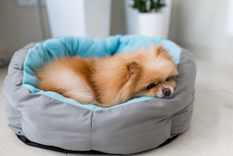 the Pomeranian is lying on the bed