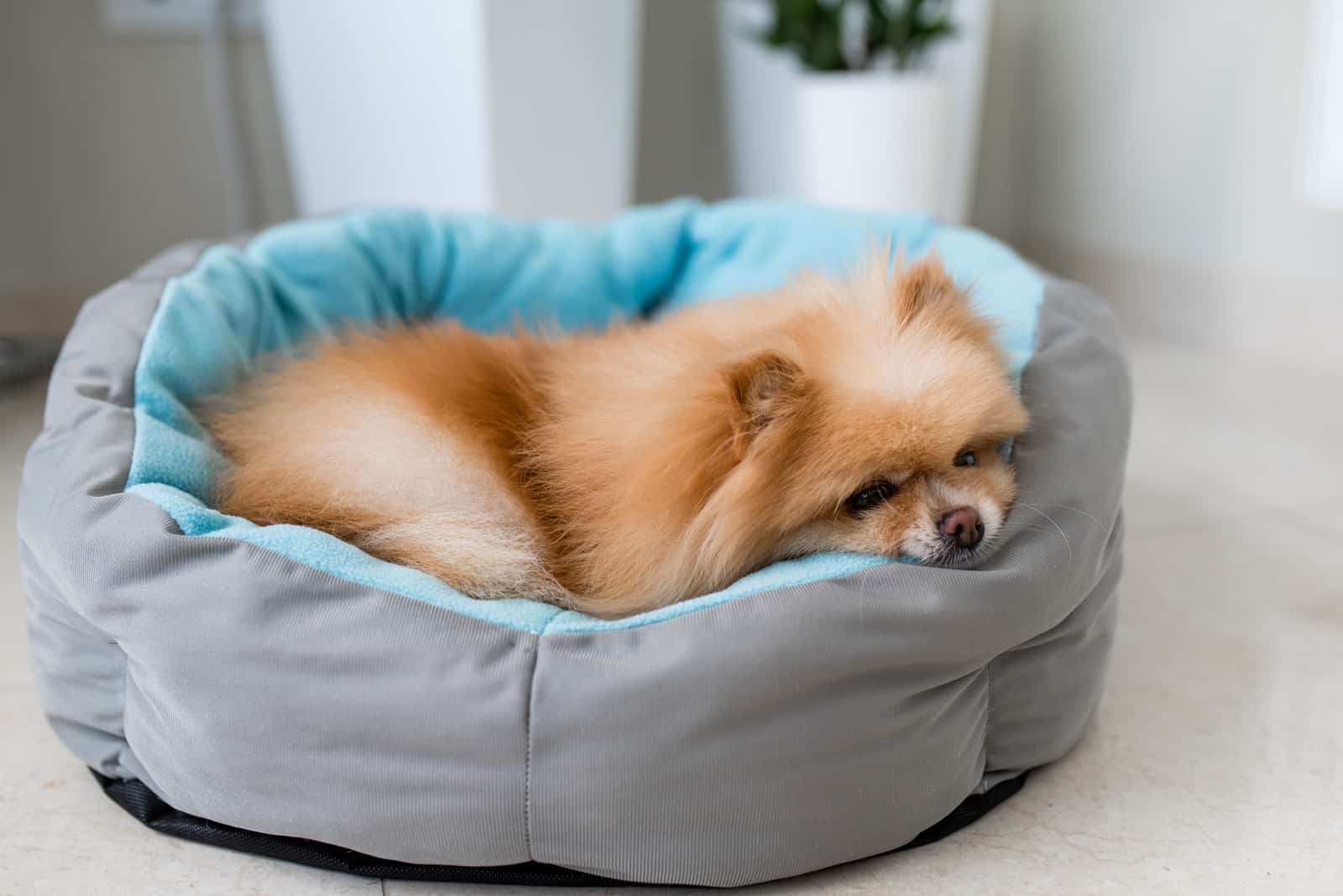 7 Best Dog Beds For Pomeranians: Top Choices Poms Will Love