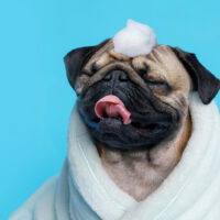 pug wrapped into towel with shampoo on head