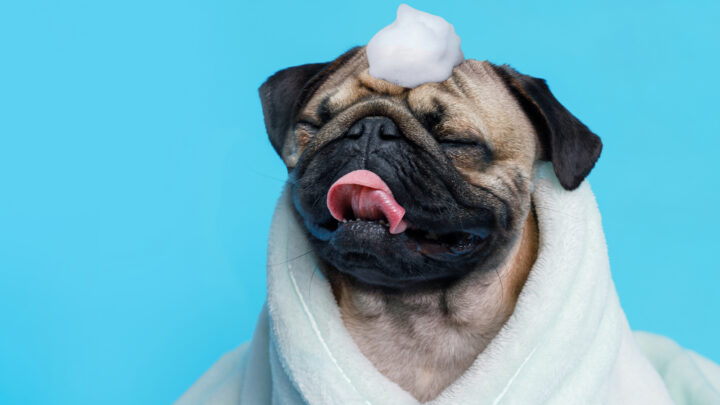 8 Best Shampoos For Pugs – Best Products For Your Furry Best Friend