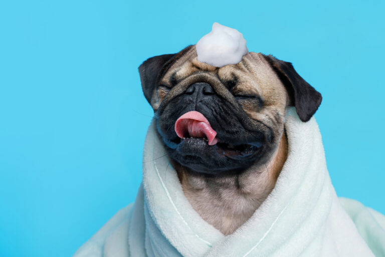 pug wrapped into towel with shampoo on head