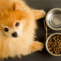 pomeranian eating dog food